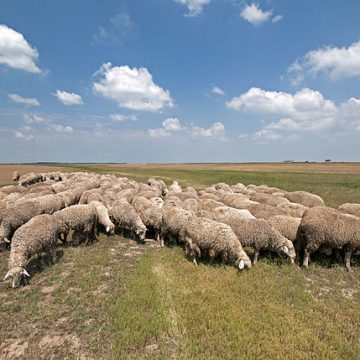 Lamb rates in Australia slam back-to-back records to A$12/kg