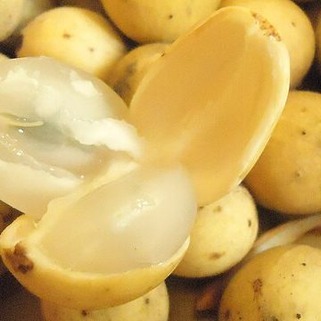 Ripe fruits from Mindanao, Philippines: Credit, Wikimedia Commons The Mindanao fruit export base strong despite the Philippines’ banana lag