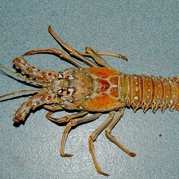 The San Diego spiny lobster price bottoms out in one weekend