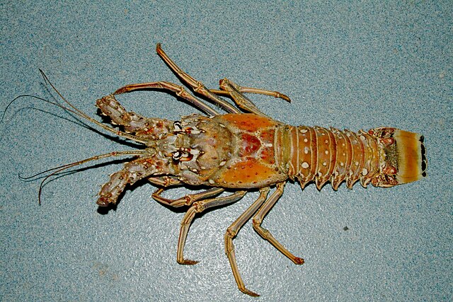 Spiny lobster (Panulirus argus) in Gulf of Mexico near Florida: Credit, Wikimedia Commons The San Diego spiny lobster price bottoms out in one weekend