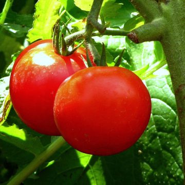Tomatoes in Karnataka, India: Credit, Wikimedia Commons Tomato price crash in Bengaluru following Bangladeshi turmoil