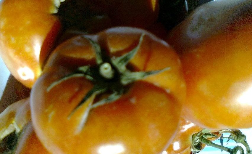 Jordan tomato: Credit, Wiimedia Commons tomatoes in Jordan