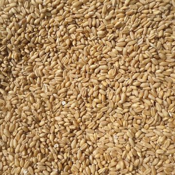 Wheat: Credit, Wikimedia Commons wheat