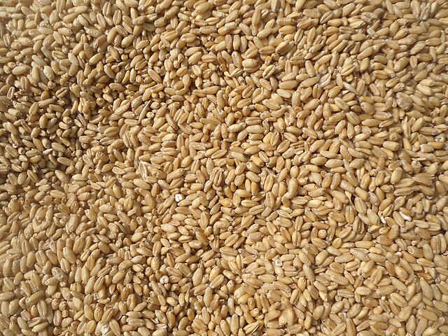 Wheat: Credit, Wikimedia Commons wheat