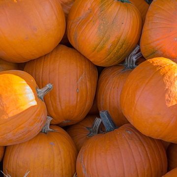 Orange pumpkins: Credit, Wikimedia Commons pumpkins make pumpkin spice