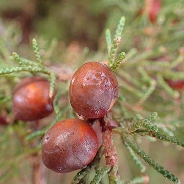 Indigenous fruits in Marrakesh, Morocco: Credit, Wikimedia Commons Industry Barometer of Morocco presents resilient agri-food sector in 2024