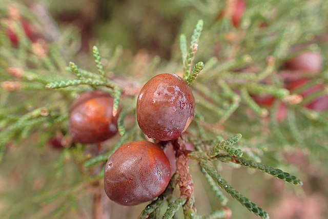 Indigenous fruits in Marrakesh, Morocco: Credit, Wikimedia Commons Industry Barometer of Morocco presents resilient agri-food sector in 2024