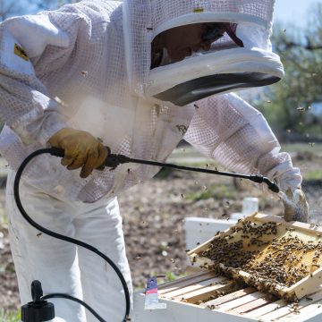 ApiVera team at work (c) Terra Vera Terra Vera launches ApiVera “to preserve bee populations”