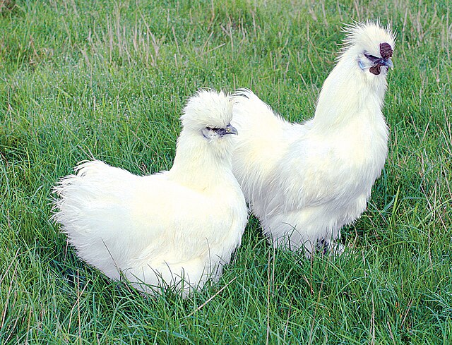 Silkie chicken (Nègre soie): Credit, Wikimedia Commons Renting chicken for eggs becomes last resort in America