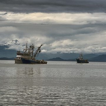 Pink salmon harvest in southeast Alaska lapses by 20%