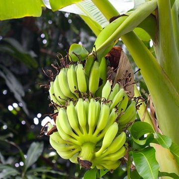 Banana plant in Thailand: Credit, Wikimedia Commons “Golden bananas” bring Thai farmers revenue