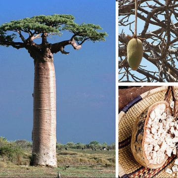 Baobab and its Adansonia fruit composition: Credit, Wikimedia Commons Baobab “tree of life” could turn fortunes in Zimbabwe