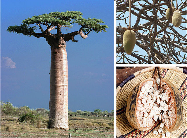 Baobab and its Adansonia fruit composition: Credit, Wikimedia Commons Baobab “tree of life” could turn fortunes in Zimbabwe
