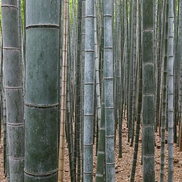 Bamboo forest in the Far-east: Credit, Wikimedia Commons Abaca and bamboo to drive PH’s sustainable agricultural agenda