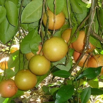 Grapefruit vine in Florida: Credit, Wikimedia Commons grapefruit supports the Florida fruit sector