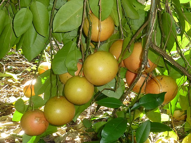 grapefruit supports the Florida fruit sector