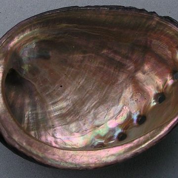 Black abalone (Haliotis cracherodii): Credit, Wikimedia Commons South Africa farms abalone