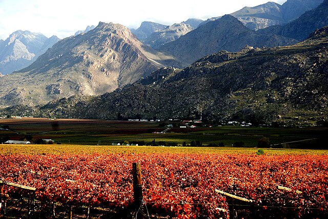 Wine vineyard in Hex River Valley, Western Cape, South Africa: Credit, Wikimedia Commons Wine tariff countdown starts for South Africa