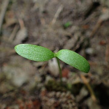 Hops (Humulus lupulus) growing: Credit, Wikimedia Commons Hop picking underway in the UK, Czech Republic