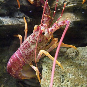 The New Zealand rock lobster catch limits about to reduce?