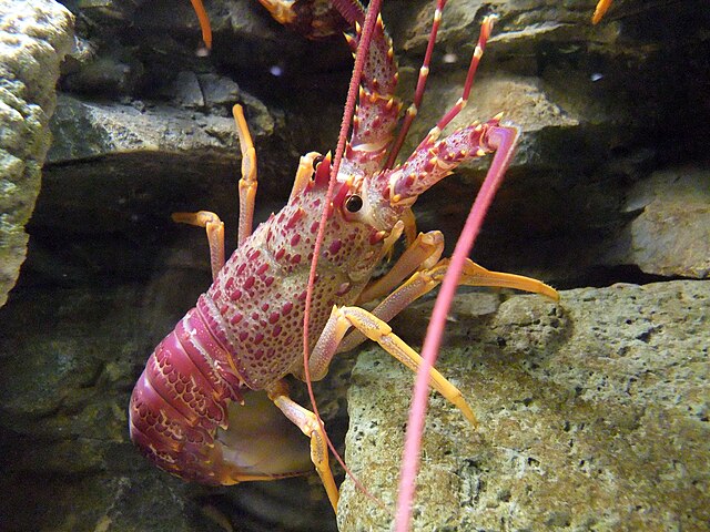 Southern rock lobster (Jasus edwardsii): Credit, Wikimedia Commons Lobster population prediction in Western Australia gets precise