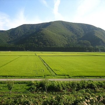 Japan elevates duty-free rice import quota from the U.S.  