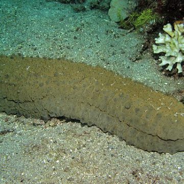 Sea cucumber (Stichopus herrmanni): Credit, Wikimedia Commons What new sea cucumber developments in Alaska and the Netherlands hold for UK’s Invertebrates Imports