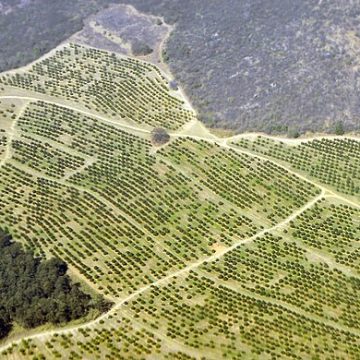 A macadamia landscape in Mpumalanga, South Africa:Credit, Wikimedia Commons The South Africa macadamia sector mulls diversifying exports outside China