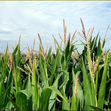 Corn crop progress spurs mixed effects on American markets 