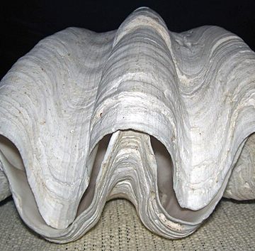 Giant clam (Tridacna gigas) from 1758 art: Credit, Wikimedia Commons Giant clam “endangered species” listing impacts Giam’s sinahi culture