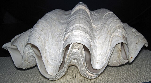Giant clam (Tridacna gigas) from 1758 art: Credit, Wikimedia Commons Giant clam “endangered species” listing impacts Giam’s sinahi culture