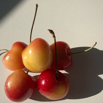 Pacific Northwest Rainier cherries from Washington state: Credit, Wikimedia Commons Northwest cherries abloom with 10% production hike amid tariff relief