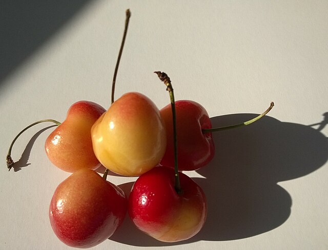 Pacific Northwest Rainier cherries from Washington state: Credit, Wikimedia Commons The Pacific Northwest cherry season tails off with outstanding yields