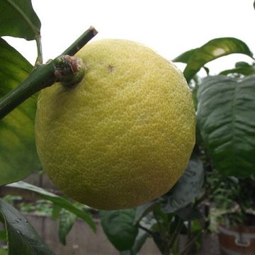 Bergamot (Citrus bergamia fructus): Credit, Wikimedia Commons The Reggio Calabria bergamot orange certification process countered