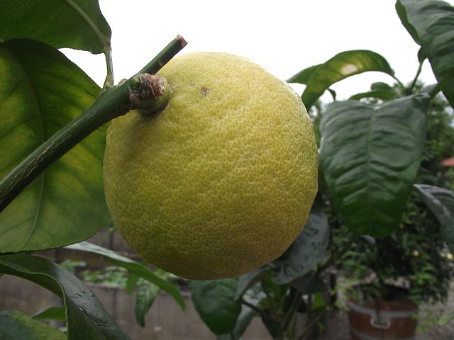 The Reggio Calabria bergamot orange certification process countered