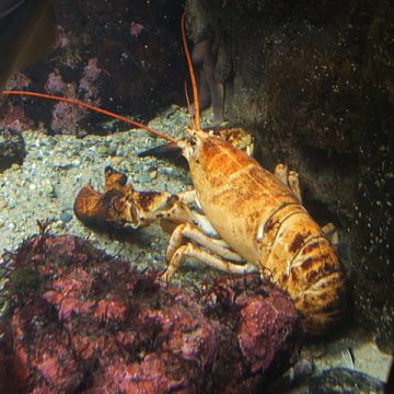 Yellow lobster: Credit, Wikimedia Commons A yellow lobster rarity shores up in Bristol, North East U.S.