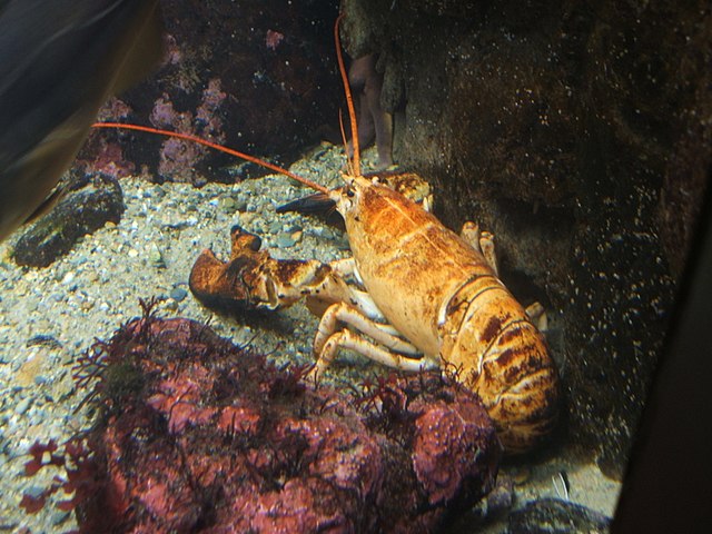Yellow lobster: Credit, Wikimedia Commons A yellow lobster rarity shores up in Bristol, North East U.S.
