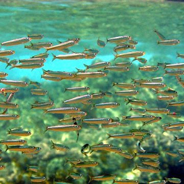 Sardine landings in Northeast Japan reshape seafood hub 