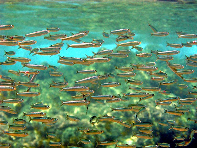 Sardine landings in Northeast Japan reshape seafood hub 