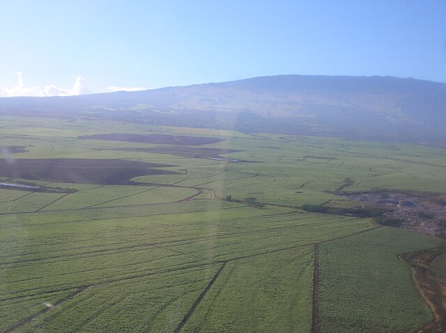 Aerial view of sugarcane plantation: Credit, Wikimedia Commons Sugarcane union in India agitates price hike as global sugar cheapens