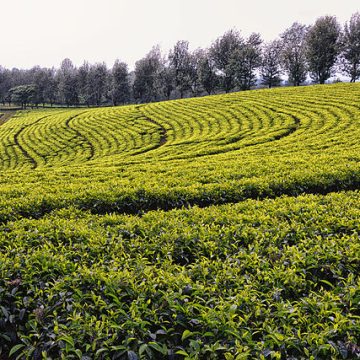 Tea fields in south Ethiopia: Credit, Wikimedia Commons Heifer International links “listening to the voices of smallholder farmers” to food systems transformation