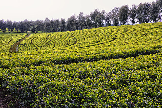Tea fields in south Ethiopia: Credit, Wikimedia Commons Southern Ethiopia embraces solar powered pumping systems
