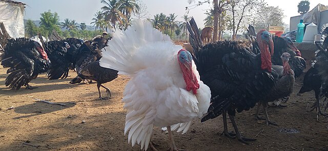 White turkey: Credit, Wikimedia Commons Turkey production in Minnesota brings cheap holiday repast