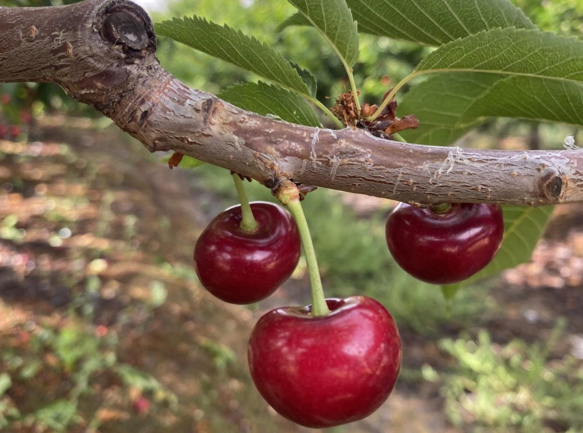 Cherry orchard (c) Tru-Cape The South African cherry industry optimistic despite frost: “we are marketing our early cherry varieties in a favourable window”