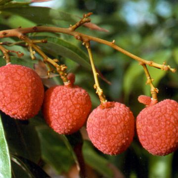 Lychees: Credit, Wikimedia Commons The Vietnam lychee prepares China expansion via Hekou port