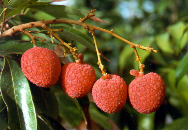 Lychees: Credit, Wikimedia Commons The Vietnam lychee prepares China expansion via Hekou port