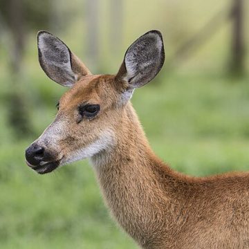A marsh deer: Credit, Wikimedia Commons Deer hunt wraps up across the States