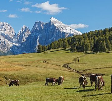 Cattle grazing in South Tyrol, Italy: Credit, Wikimedia Commons Meloni hails Italy’s topping EU agricultural growth