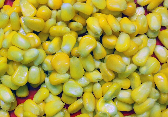 Sweet corn: Credit, Wikimedia Commons Corn and soy turn slightly bullish a week after WASDE