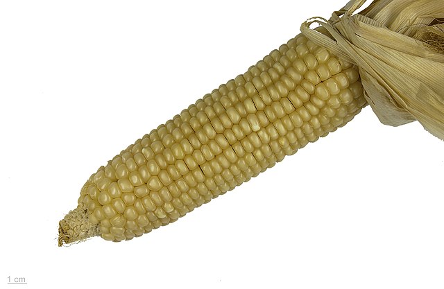 Corn ear: Credit, Wikimedia Commons Will corn continue winning streak in January WASDE report?